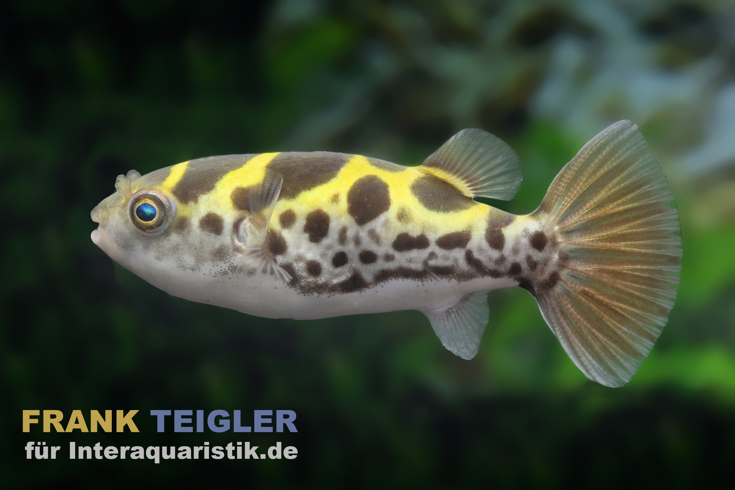 Grüner Flusskugelfisch, Dichotomyctere fluviatilis